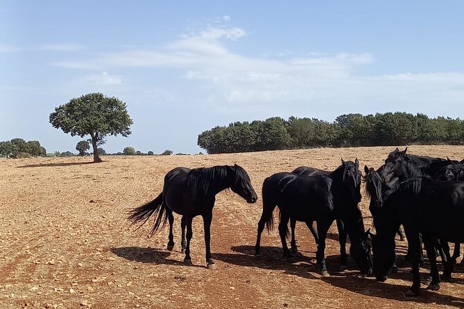 Martina Franca e-Bike tour . Visit a breeding and a dairy farm - Riding Martina Franca countryside on an e-bike: the smart shortcut