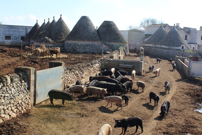 Martina Franca e-Bike tour . Visit a breeding and a dairy farm - Cheese tasting: the payoff that makes farm time worth it