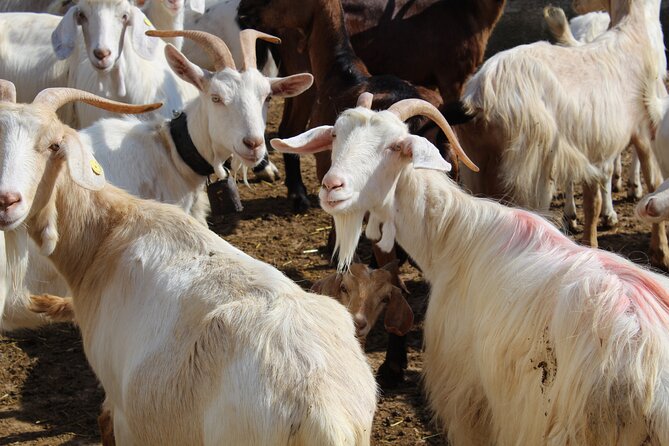 Martina Franca e-Bike tour . Visit a breeding and a dairy farm - Price and value: what $111.13 is really buying