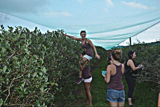 Mattituck Bike Wine Country and Fruit Orchard Tour - Orchard walk and fruit picking: what’s included vs add-on