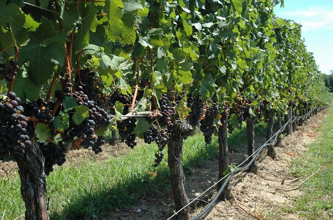 Mattituck New York Guided Farm and Wine Country Bike Tour - Winery Visits With Vineyard-Field Access (Wine Costs Extra)