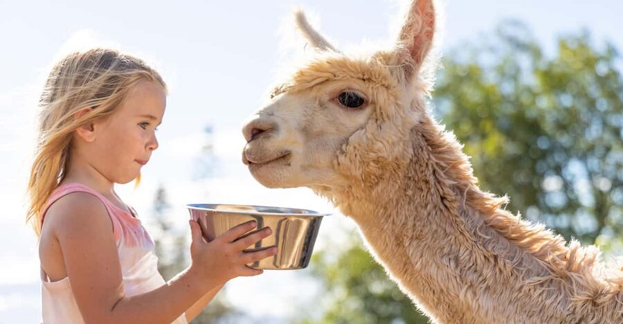 Maui: Alpaca Farm Visit with Hands-On Activities - Key highlights I’d plan around