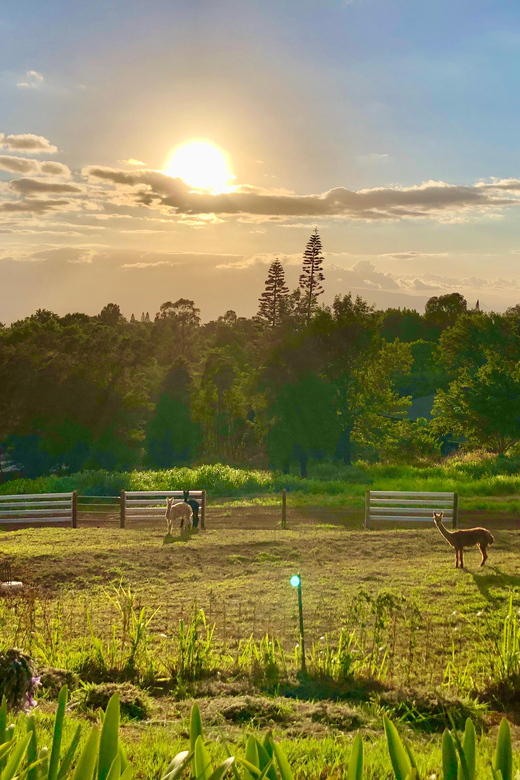 Maui: Alpaca Farm Visit with Hands-On Activities - Price and Value: What $79 Buys You
