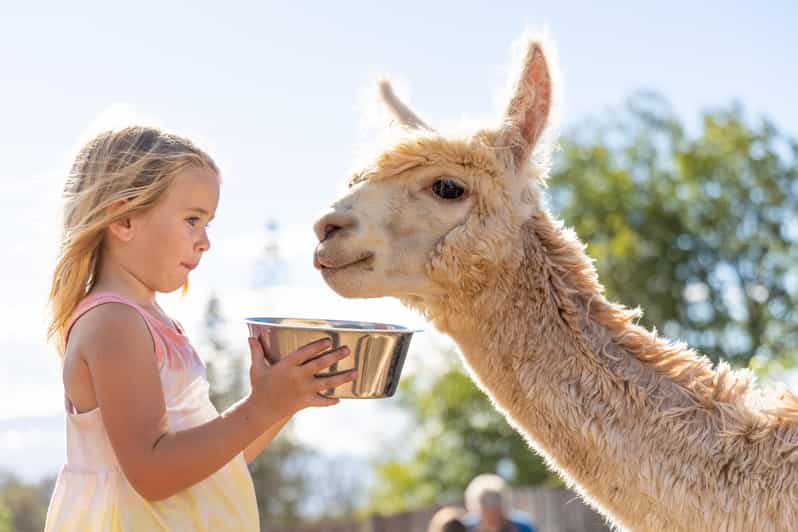 Maui: Alpaca Farm Visit with Hands-On Activities - An Upcountry Alpaca Stop on Haleakalā’s Slopes