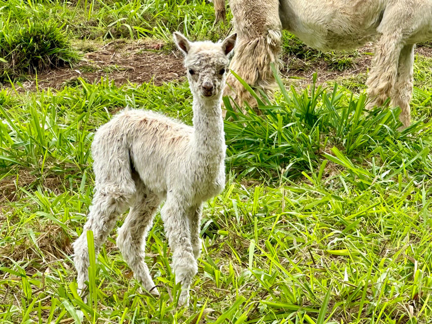 Maui: Alpaca Farm Visit with Hands-On Activities - Angora Bunny Village: Soft Interaction and Animal Care