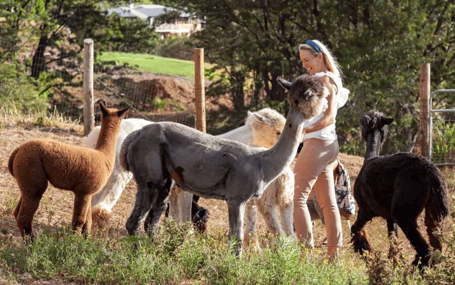 Maui: Alpaca Farm Visit with Hands-On Activities - How the 1-Hour Format Works (and Why It’s Not “Too Short”)