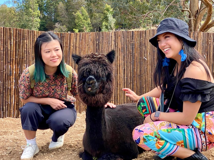 Maui: Alpaca Farm Visit with Hands-On Activities - Who This Tour Fits Best on Maui