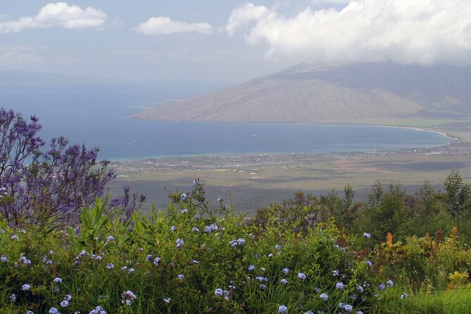 Maui Farm Distillery and local craft experience Full-Day Tour - Surfing Goat Dairy: the best kind of start (goats, feeding, cheese)