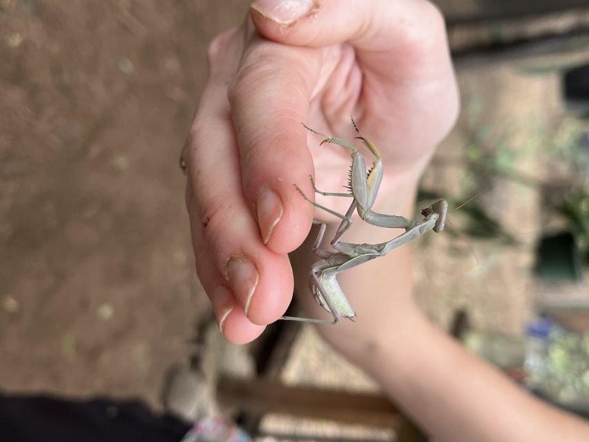 Maui: Interactive Butterfly Farm Entrance Ticket - Key highlights you’ll actually feel
