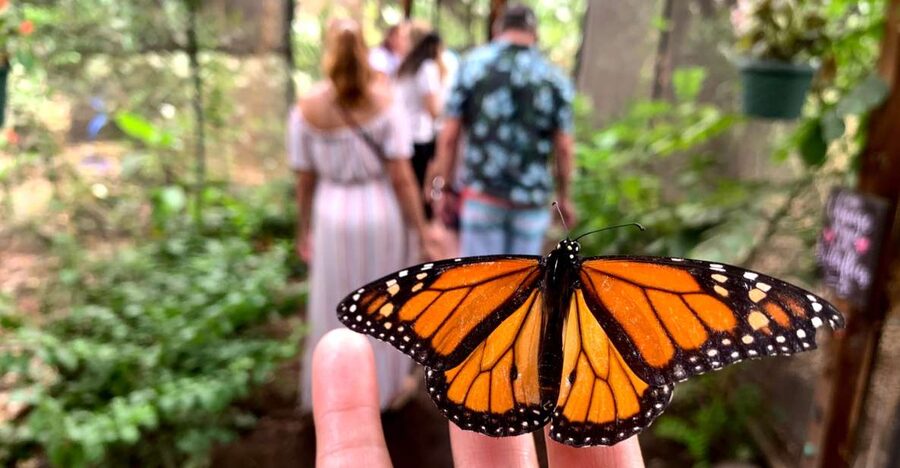Maui: Interactive Butterfly Farm Entrance Ticket - A 45-Minute Butterfly House Stop That Fits Real Maui Days