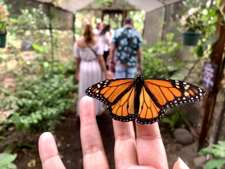 Maui: Interactive Butterfly Farm Entrance Ticket - Hands-On Moments with Butterflies and Praying Mantises