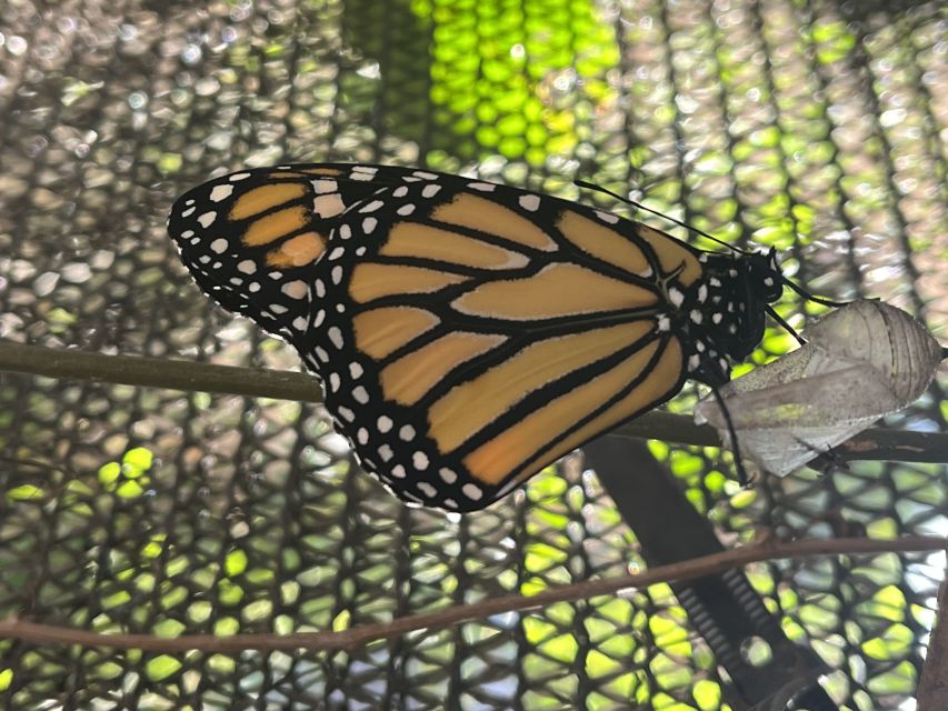 Maui: Interactive Butterfly Farm Entrance Ticket - Why the Butterfly Mission Feels More Serious Than It Looks