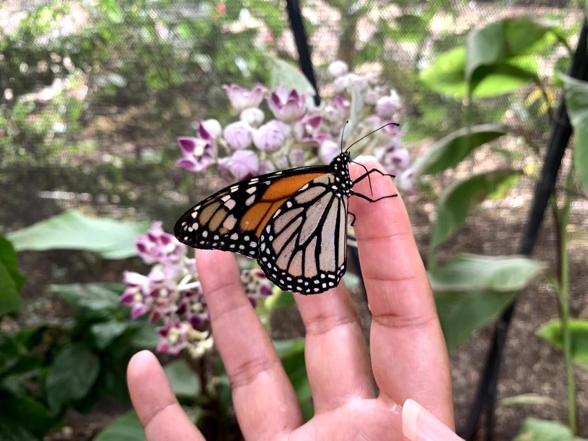 Maui: Interactive Butterfly Farm Entrance Ticket - How the Tour Works on the Ground (So You Don’t Miss the Good Parts)