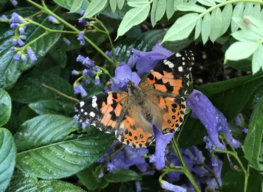 Maui: Interactive Butterfly Farm Entrance Ticket - Price Check: Is $49 Worth It on Maui?