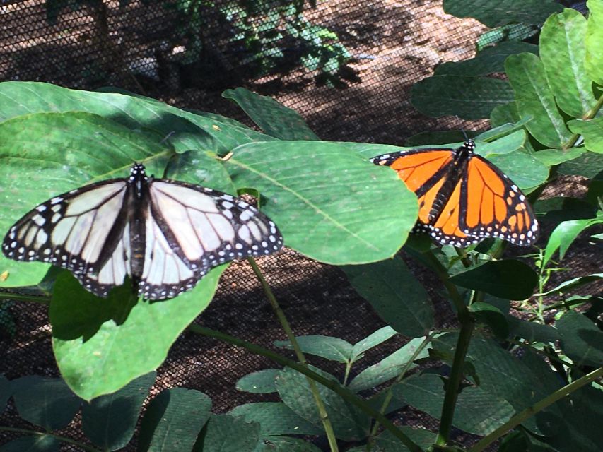 Maui: Interactive Butterfly Farm Entrance Ticket - Who Should Book This Butterfly Farm Tour?