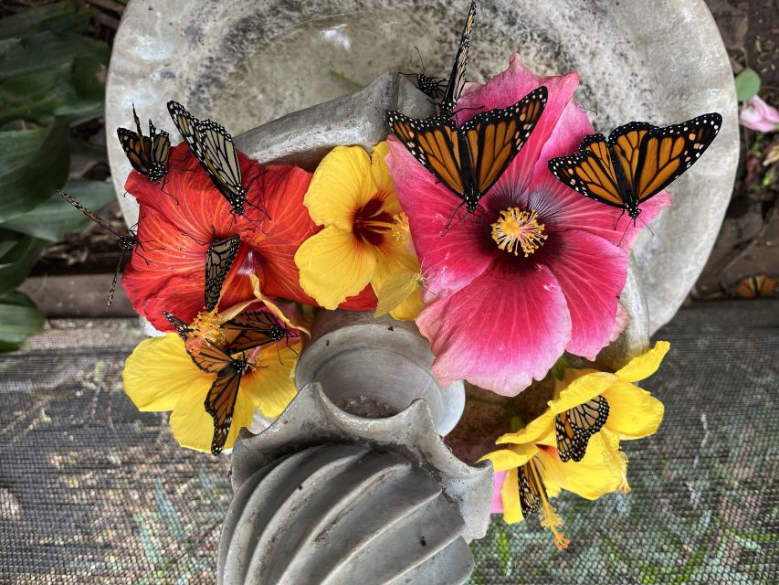 Maui: Interactive Butterfly Farm Entrance Ticket - Monarchs and Life Stages: Caterpillars, Cocoons, and the Real Magic