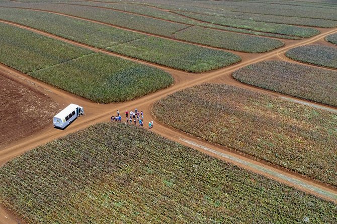 Maui Pineapple Farm Tour in Haliimaile - Price and timing: what $99.48 buys you in practice