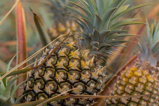 Maui Pineapple Farm Tour in Haliimaile - Entering the working pineapple field in Hali’imaile