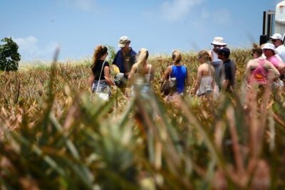 Maui Pineapple Farm Tour in Haliimaile - Meeting at the Maui Pineapple Store and getting on your mini coach