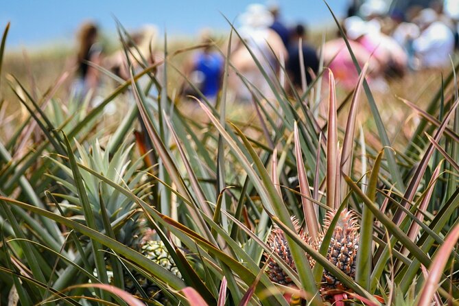 Maui Pineapple Farm Tour in Haliimaile - Sampling Maui Gold: more than a simple snack