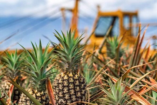 Maui Pineapple Farm Tour in Haliimaile - Take-home pineapple: the part that actually matters after the tour