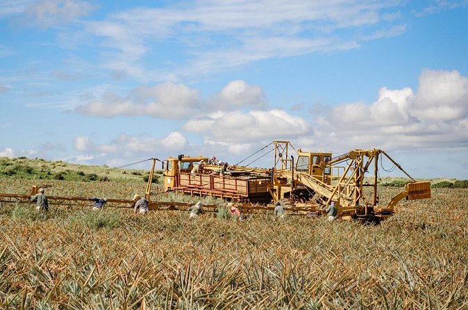 Maui Pineapple Tour: Farm and Feast Experience - Who this tour suits best (and who should think twice)