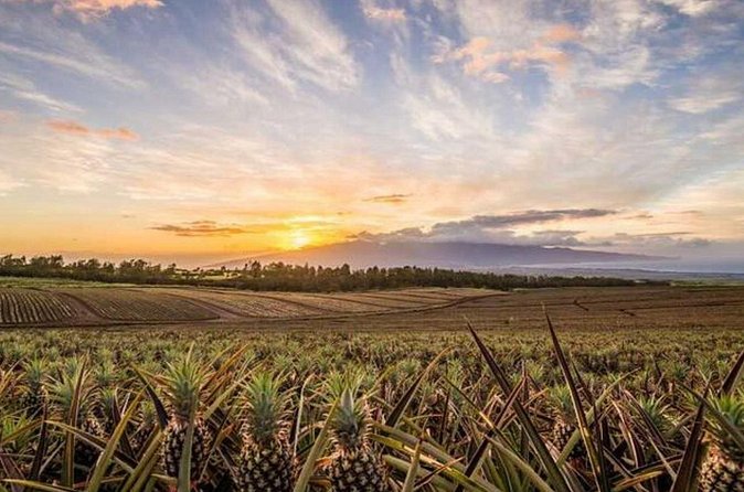 Maui Pineapple Tour: Farm and Feast Experience - Weather, comfort, and planning your Maui day