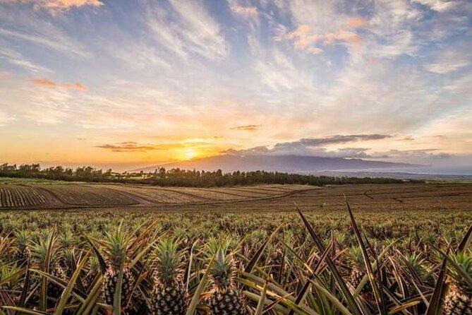 Maui Pineapple Tour: Farm and Feast Experience - Stop 2: Maui Pineapple Store shopping without the long detour