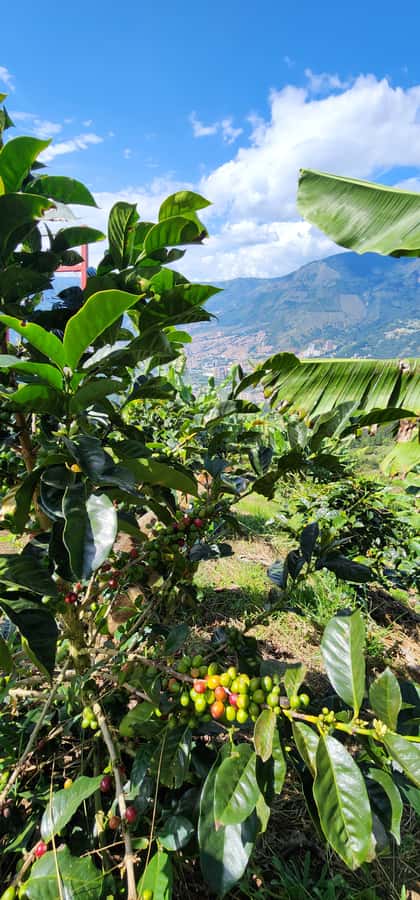 Medellin: Coffee Farm Tour & Spa with Overnight Glamping - Food Included: BBQ Dinner and Colombian Breakfast