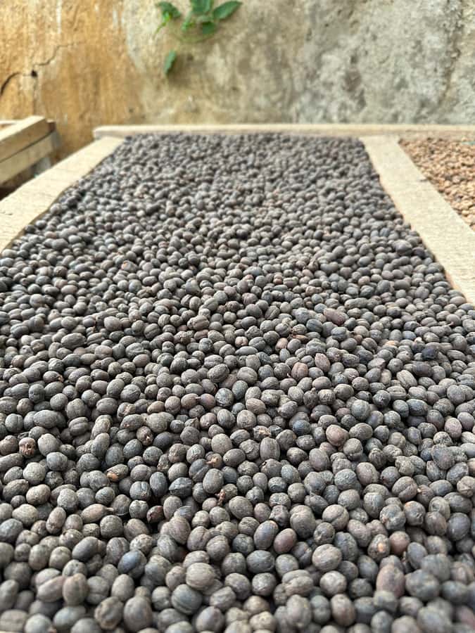 Medellín Coffee Farm Tour with Trolley and Cable Car Ride - Casa Finca de La Sierra and the museum stop that ties it together