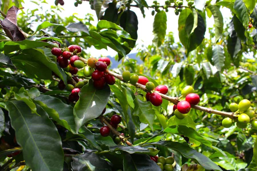 Medellín Coffee Farm Tour with Trolley and Cable Car Ride - Berry picking in the fields: the hands-on part people rave about