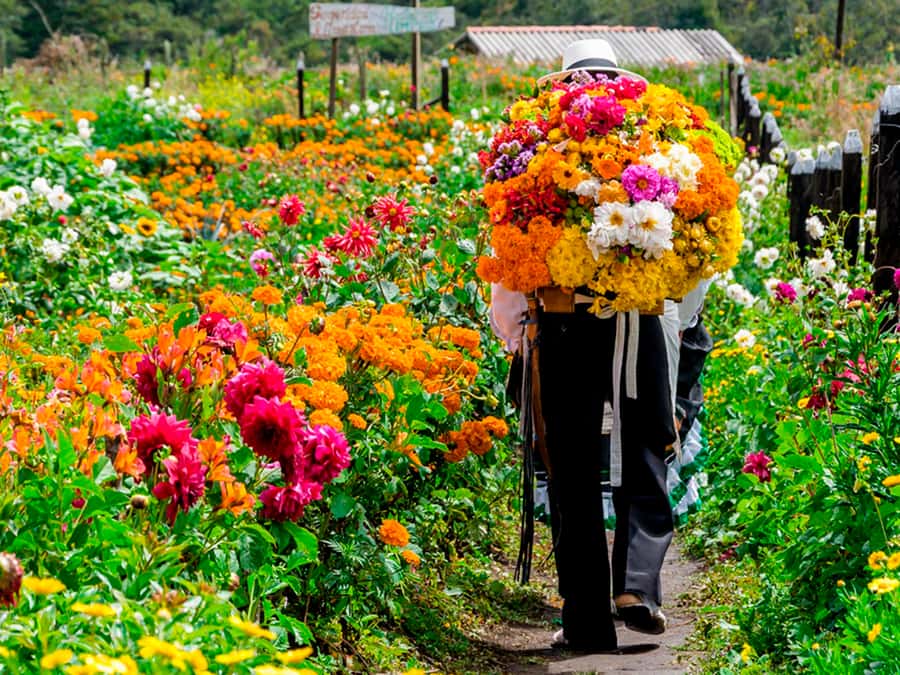 Medellín: Flower Farm & Silletero History Tour - Why Medellín’s Silleteros aren’t just parade props