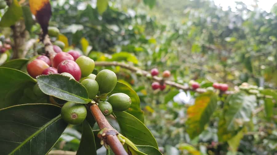 Medellin: Guatape, El Peñol Coffee Farm Private Tour & Fruit - Key takeaways