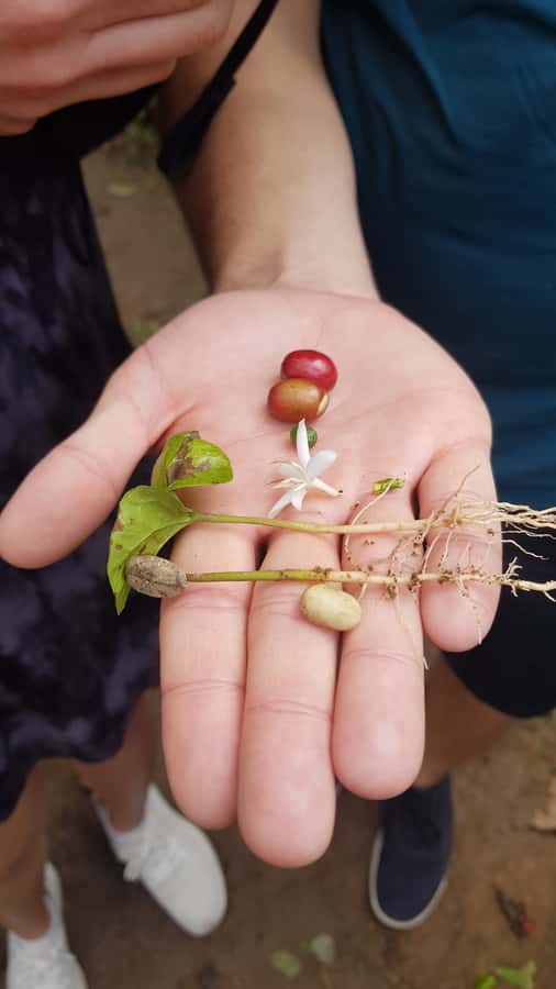Medellin: Guatape, El Peñol Coffee Farm Private Tour & Fruit - Who should book this tour (and who should consider another option)