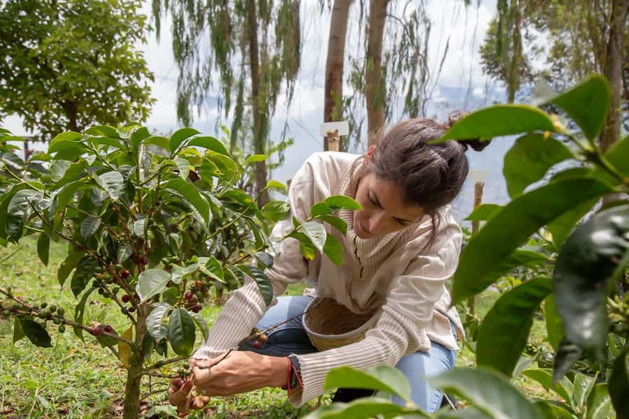 Medellin: Horseback Riding Coffee Farm Tour with Coffee Spa - The Arvi cable car day-start: getting above Medellín fast