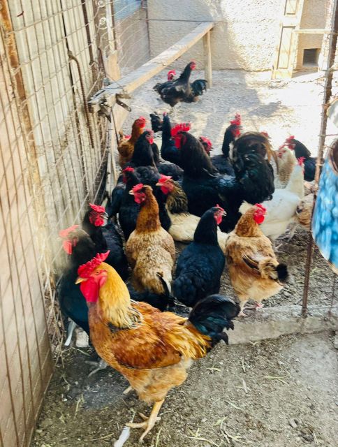 Melanes: Naxos Perivoli Farm & Cooking Class with Wood Fire - Vegetable garden time: you’ll pick the ingredients that become your lunch