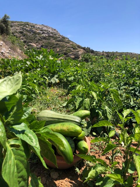 Melanes: Naxos Perivoli Farm & Cooking Class with Wood Fire - Optional traditional dance: a simple, fun cultural button at the end