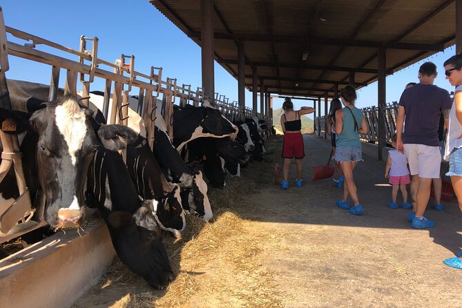 Menorca: Cheesemaking and Farm-Fresh Product Tasting - Getting to Quesos Sa Roqueta in Ferreries (and why location matters)