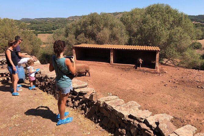 Menorca: Cheesemaking and Farm-Fresh Product Tasting - Feeding cows and giving calves their milk (the best part for many people)