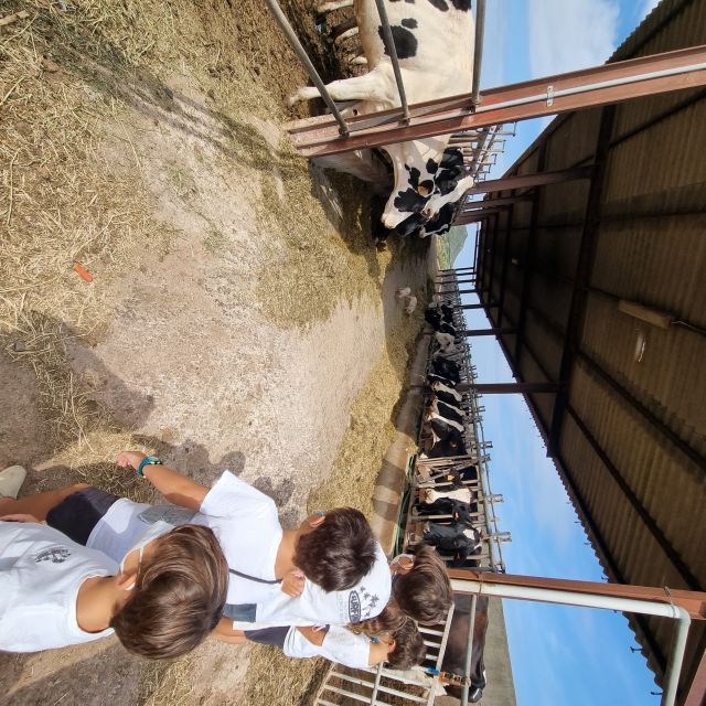 Menorca: Cheesemaking and Farm-Fresh Product Tasting - Price and value: is $67 worth 2.5 hours on a Menorca farm?