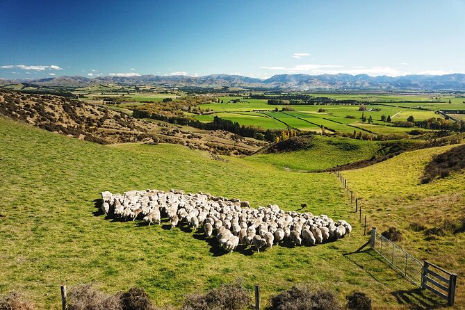 Merino Farm Experience - Key highlights you’ll care about