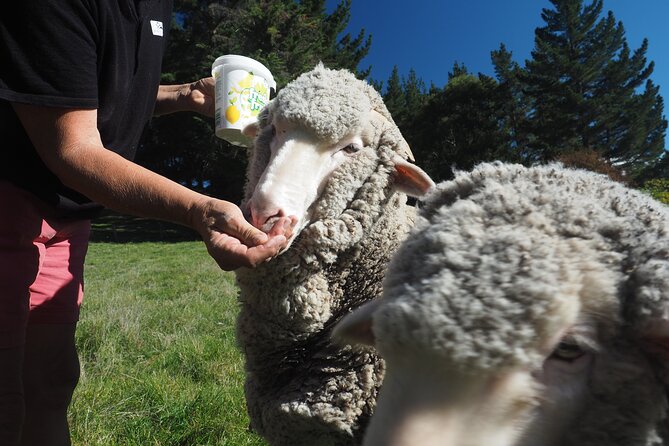Merino Farm Experience - Woolshed learning: shearing, touching wool, and why it matters