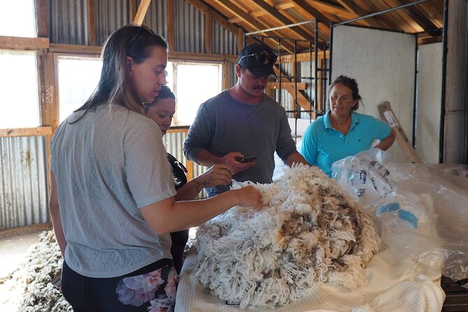 Merino Farm Experience - Hilltop panoramas over southern Alps and rivers