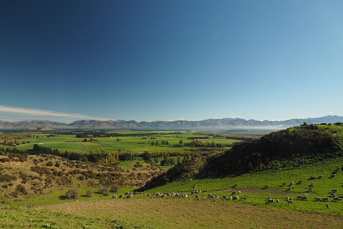 Merino Farm Experience - Dogs, pet sheep, and the fun part you can actually do