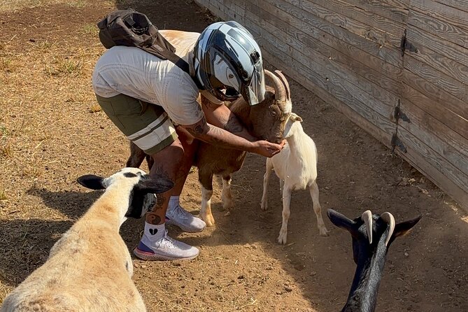 Mini ATVs and Farm Animal Experience - The 45-minute flow: 15 minutes of riding, then 30 minutes with the animals