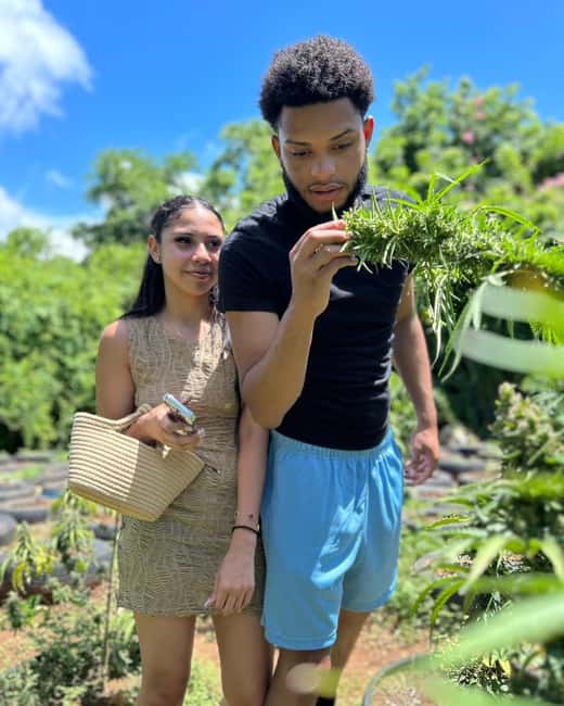 Montego Bay: Cannabis Farm, Bamboo Rafting, & Foot Massage - The Cannabis Farm Visit: Culture, Cultivation, and What to Expect