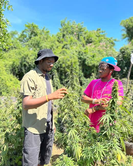 Montego Bay: Cannabis Farm, Bamboo Rafting, & Foot Massage - What the Strong Ratings Point To