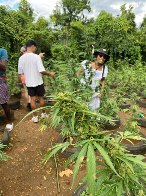 Montego Bay: Marijuana Farm and Bird Sanctuary Tour - The Weed Chalice Pipe Moment: A Sensory Stop, Not a Flex
