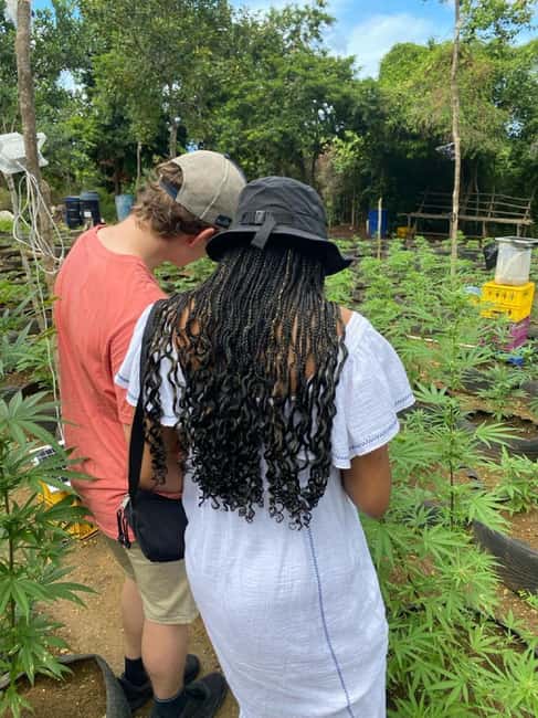 Montego Bay: Marijuana Farm and Bird Sanctuary Tour - Price and What the $87 Really Covers