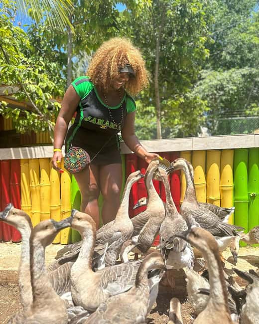 Montego Bay: Marijuana Farm and Bird Sanctuary Tour - The Best Way to Do This Day: Timing, Mindset, and Expectations